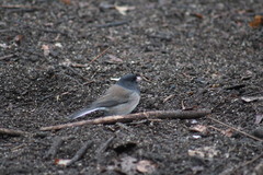 Junco hyemalis