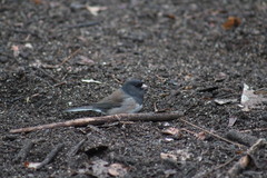 Junco hyemalis