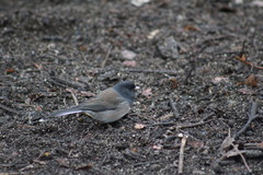 Junco hyemalis