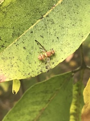 Zeugodacus cucurbitae