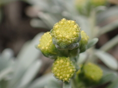 Crossostephium chinense