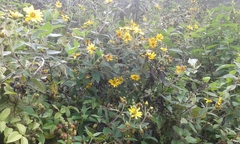 Hymenostephium quitensis