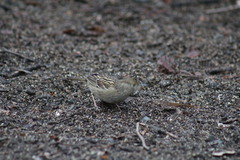 Zonotrichia atricapilla