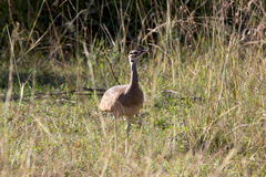Eupodotis senegalensis