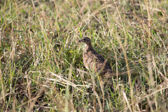 Coturnix delegorguei