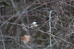 Poecile atricapillus