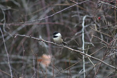 Poecile atricapillus