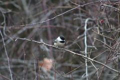 Poecile atricapillus