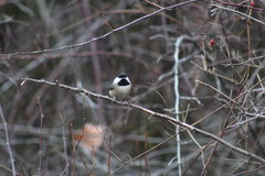 Poecile atricapillus