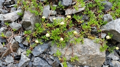 Leptinella pyrethrifolia