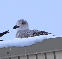 Larus marinus