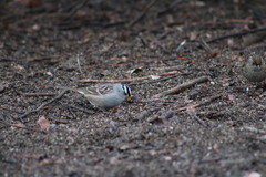 Zonotrichia leucophrys