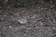 Zonotrichia leucophrys