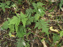 Parapolystichum microsorum pentangulare