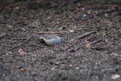 Zonotrichia leucophrys