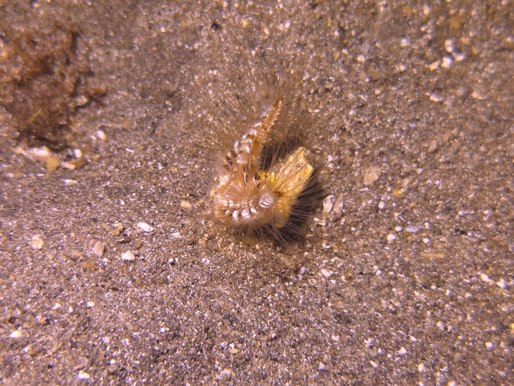 Devil Worm