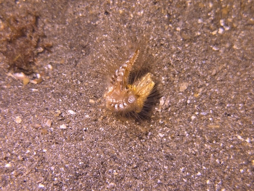 Devil Worm