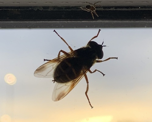 Unknown species found near Central Ave, Dover, NH, US