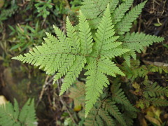 Parapolystichum microsorum pentangulare