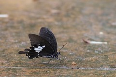 Papilio nephelus chaonulus