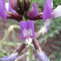 Astragalus cruckshanksii