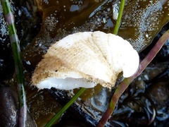 Littorinimorpha