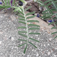 Astragalus cruckshanksii
