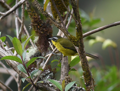 Thlypopsis superciliaris