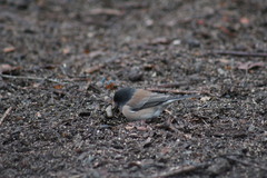 Junco hyemalis