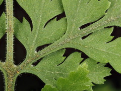 Parapolystichum microsorum pentangulare