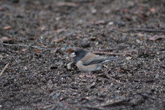 Junco hyemalis