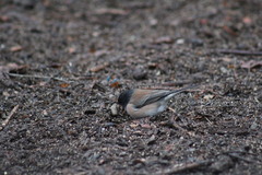 Junco hyemalis