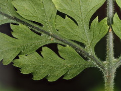 Parapolystichum microsorum pentangulare