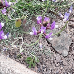Astragalus cruckshanksii