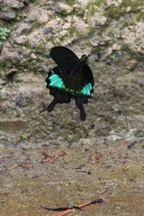 Papilio hermosanus