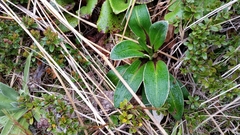 Celmisia verbascifolia