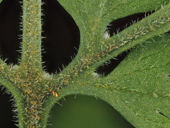 Parapolystichum microsorum pentangulare