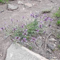 Astragalus cruckshanksii