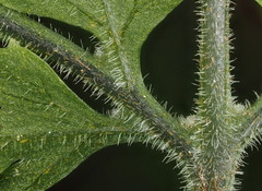 Parapolystichum microsorum pentangulare