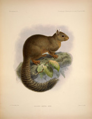 Alston's Squirrel photo 1