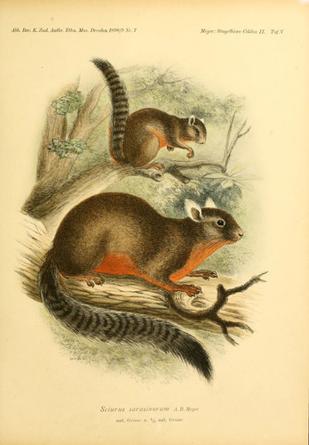 Alston's Squirrel