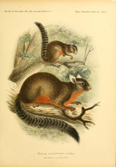 Alston's Squirrel photo 2