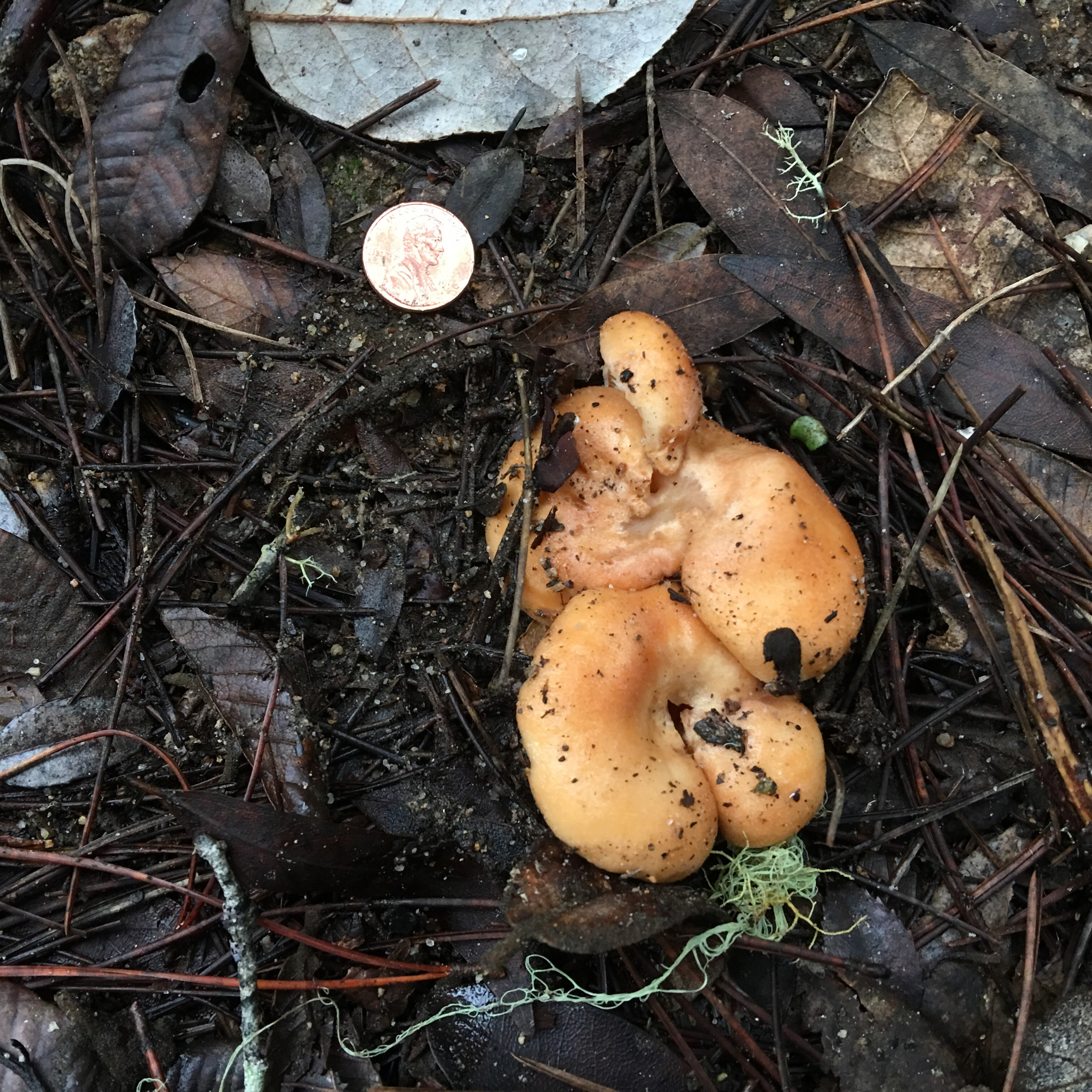 Lactarius alnicola image
