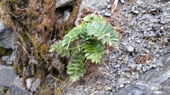 Anisotome pilifera