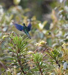 Pterophanes cyanopterus