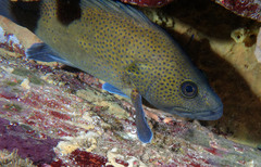 Acanthistius ocellatus