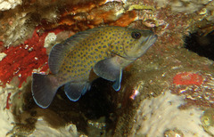 Acanthistius ocellatus