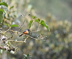 Conirostrum sitticolor