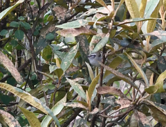 Mecocerculus stictopterus