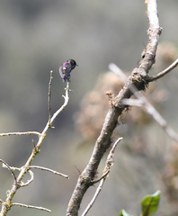 Ramphomicron microrhynchum